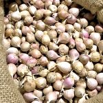 Однозубка часнику сорту Ірен у мішку для посадки