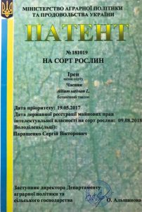 Патент на сорт часнику Ірен №181019, власник Паращенко Сергій Вікторович — Чистий продукт