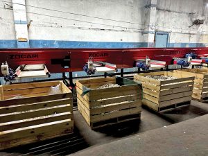 Професійна лінія Zocapi для калібрування та сортування насіннєвого часнику